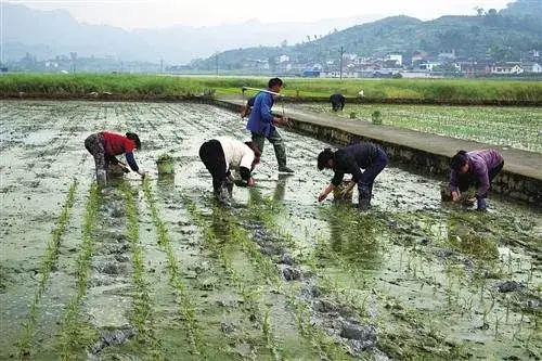 南川超级水稻田春管：提早育秧 迅速栽秧