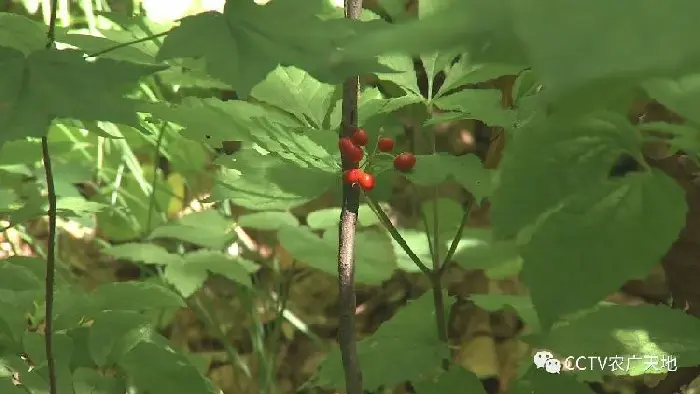 野山参的繁衍护育技术