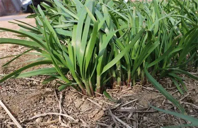 红韭菜种植技术