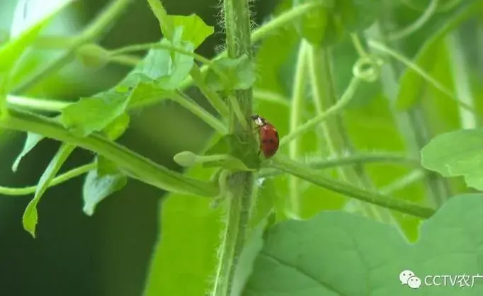 种地不打药，虫子当保镖，以虫治虫巧赚钱！