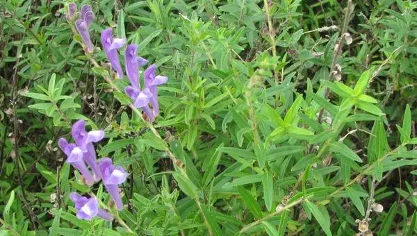 山东适合种植什么药材