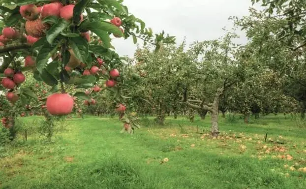 苹果园打什么锄草剂成效好？