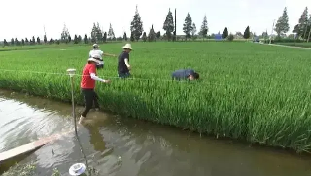 周文宗把水稻田变为生态园,一亩地比别人多挣两三千！