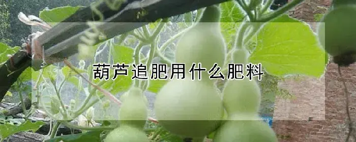 葫芦追肥用什么肥料