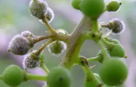 多雨季节葡萄常见病害处理措施