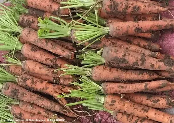 不同吃法下胡萝卜的功效和作用