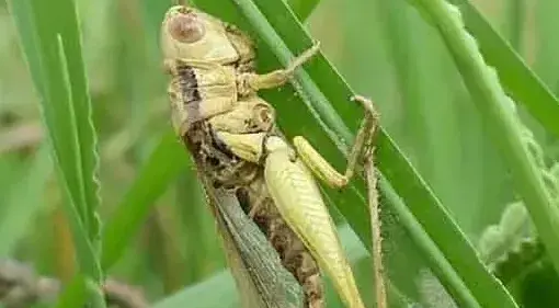 蝗虫的种类与防治(图)