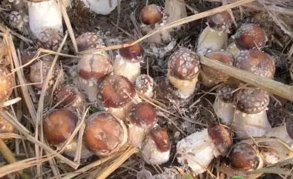 竹林下套种大球盖菇高效种植技术