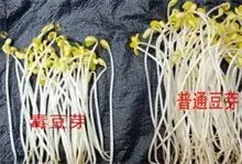 毒豆芽事件分析