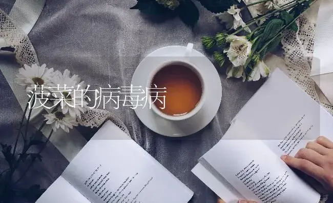 菠菜的病毒病 | 蔬菜种植