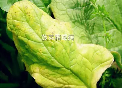 图片：菠菜霜霉病怎么防治？打什么药好？