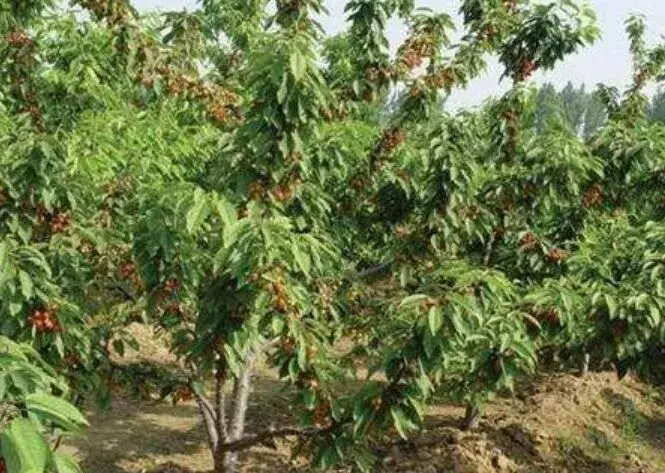 樱桃密植种植管理技术