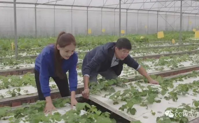 养鱼不换水，种菜不施肥，陈斌鱼菜共生跨界生财！