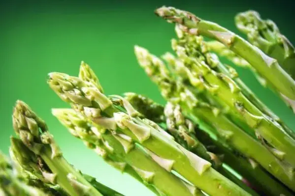 “春天的蔬菜”芦笋适合哪些地区种植？种植后多久能采收？生长周期多久？附栽培技术要点