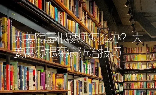 大姜腐霉根腐病怎么办？大姜腐霉根腐病防治技巧 | 蔬菜种植