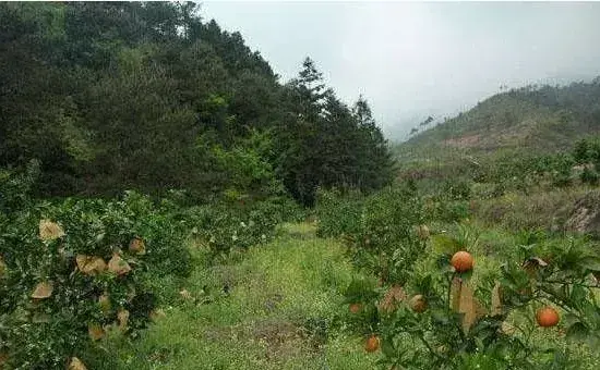 种植柑橘最致命的三大病害，果农要了解清楚！