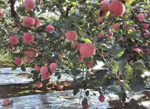 苹果园夏天浇灌需要小心什么