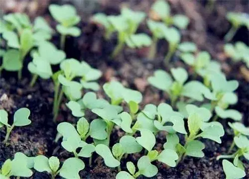 越冬菠菜什么时间种植最好？高产栽培技术收藏好！