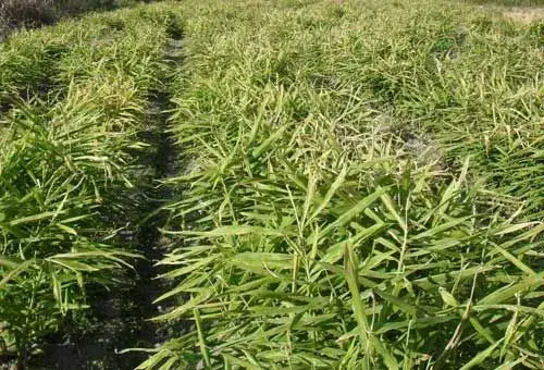 黄姜栽培种植的田间管理及收获加工技术