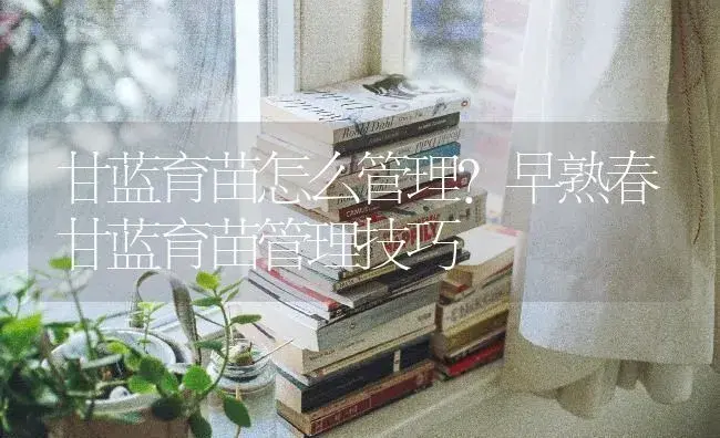 甘蓝育苗怎么管理？早熟春甘蓝育苗管理技巧 | 蔬菜种植