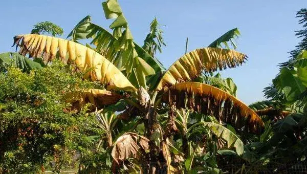 香蕉枯萎病的症状及防治方法 香蕉的栽培技术