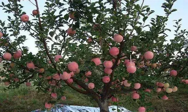 果树根外追肥的注意事项