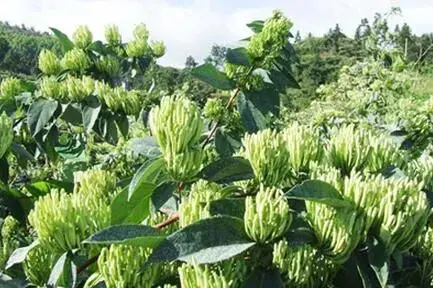 湖南：金银花栽培逆境之下怎样保质增效