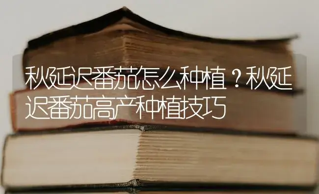 秋延迟番茄怎么种植？秋延迟番茄高产种植技巧 | 蔬菜种植