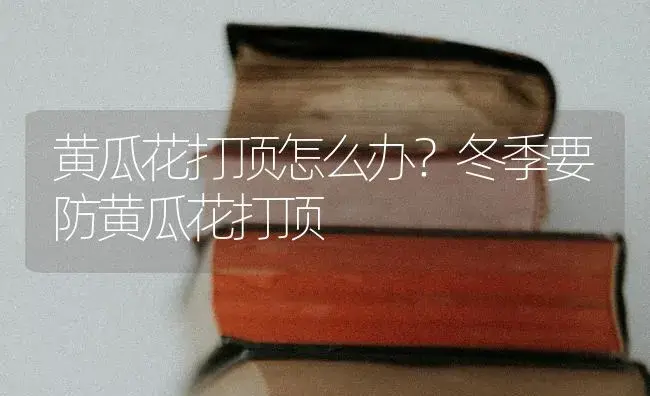 黄瓜花打顶怎么办？冬季要防黄瓜花打顶 | 蔬菜种植