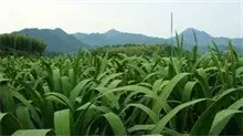 茭白种植开启屏南农民增收新路