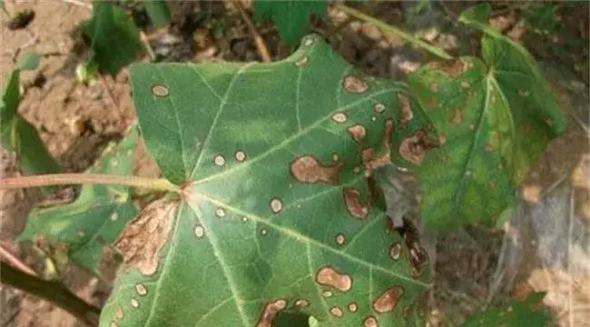 棉花药害的补救方法