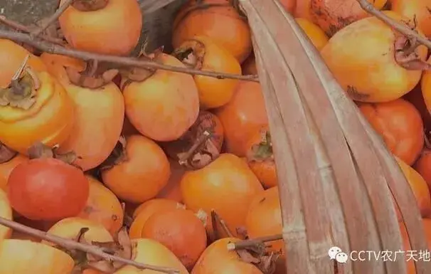 河南栾川 柿子巧变身 猴头菇棚里藏