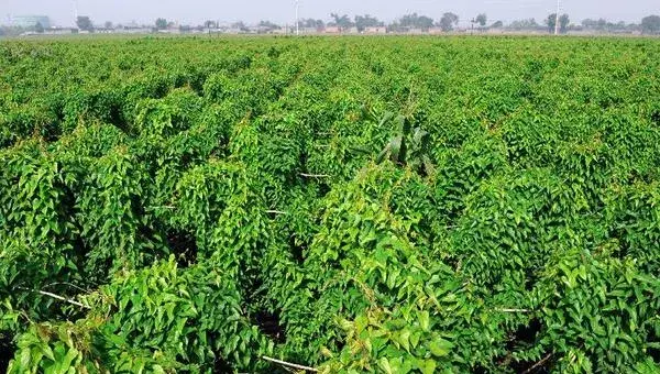 山药豆种植技术大全