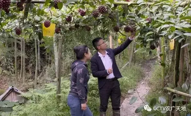 杨昌宏深山栽培黑老虎，摇身变出百万财！