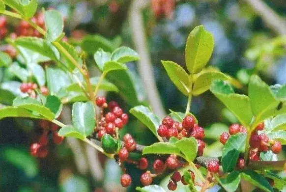 花椒主要病虫害有哪些？花椒病虫害防治措施介绍