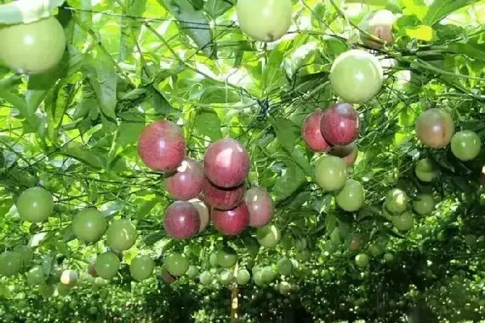 百香果茎基腐病症状及防治措施