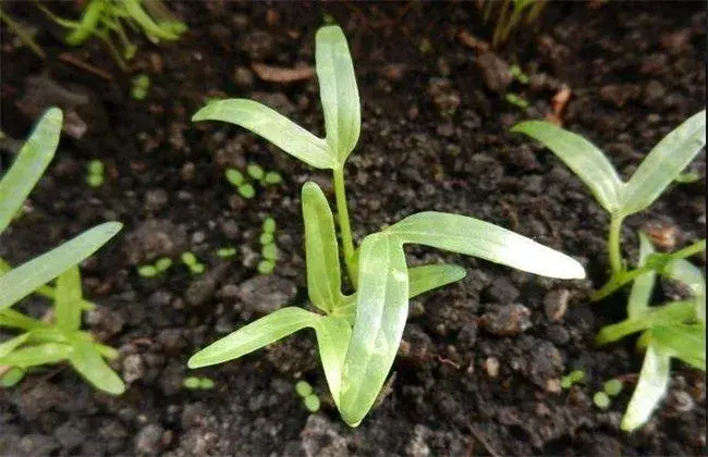 空心菜怎样繁育