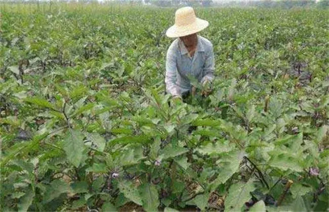 茄子盛夏期追肥小心事项