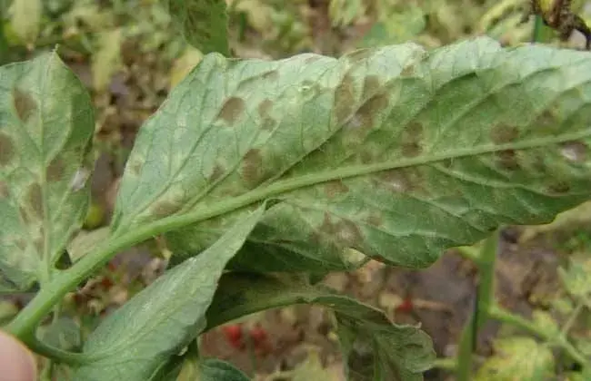 秋天番茄的常见病害及防治和治疗