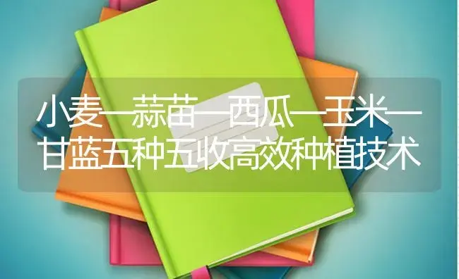 小麦―蒜苗―西瓜―玉米―甘蓝五种五收高效种植技术 | 蔬菜种植