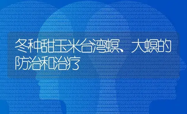 冬种甜玉米台湾螟、大螟的防治和治疗 | 蔬菜种植