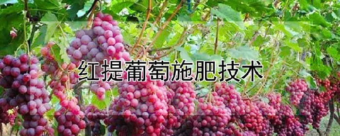 红提葡萄施肥技术