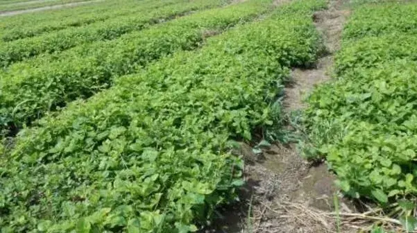 雨季来临，桔梗种植管理怎样应对洪涝害？