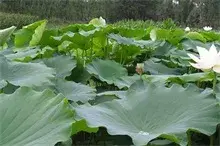 节水莲藕种植技术