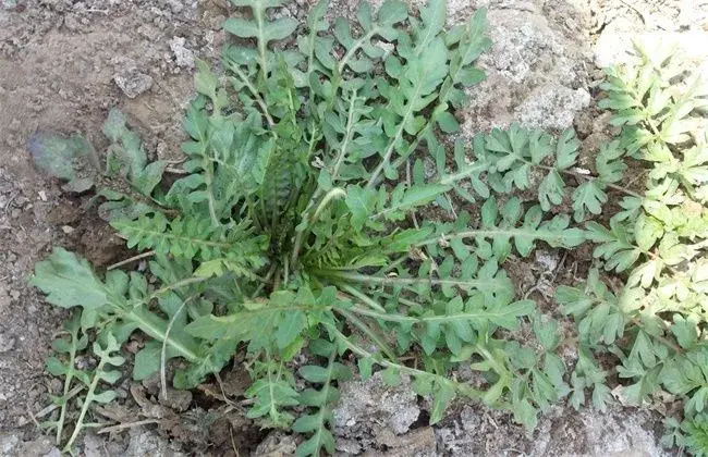 荠菜病虫害的防治和治疗办法