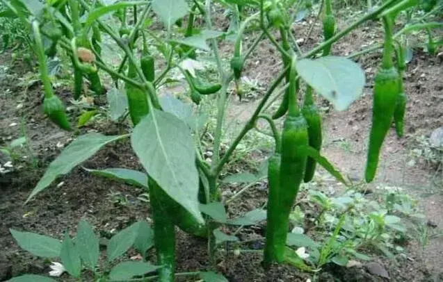 要想辣椒多结果，开花座果期水肥管理是关键！