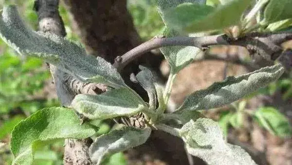 5月苹果园常见的病虫害防治方法