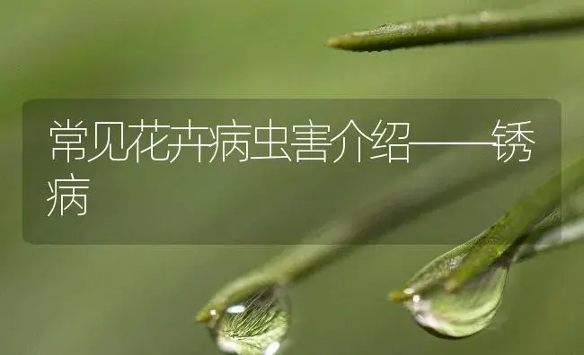 常见花卉病虫害介绍——锈病 | 植物病虫害