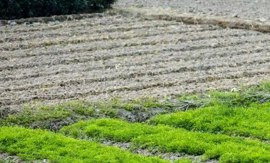 空心菜种植要点有哪些？附图片赏析