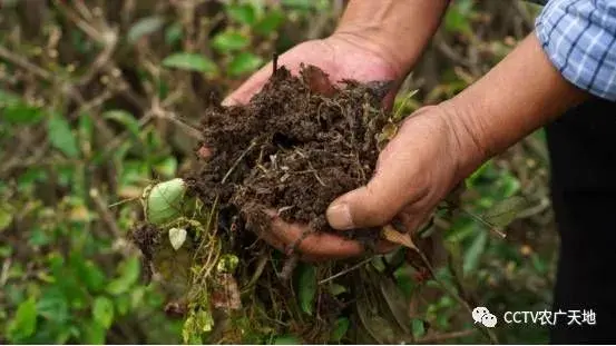 梅献山种茶还是种草？不用药不施肥只为种出生态茶！